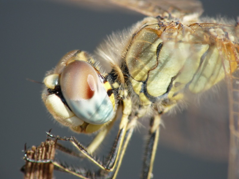 identificazione Libellula - Sympetrum fonscolombii (femmina)